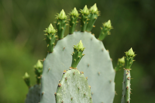 A closeup shot of an opuntia keyensis cacti blooming in the garden