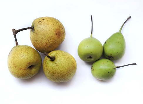 Two different varieties of pear found in India. One is common Indian Pear and the other one is known as Nag phal or Babughosa.