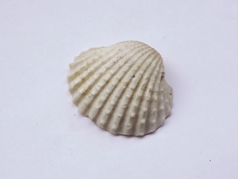 Bivalves seashells are often the most common seashells that wash up on large sandy beaches or in sheltered lagoons.