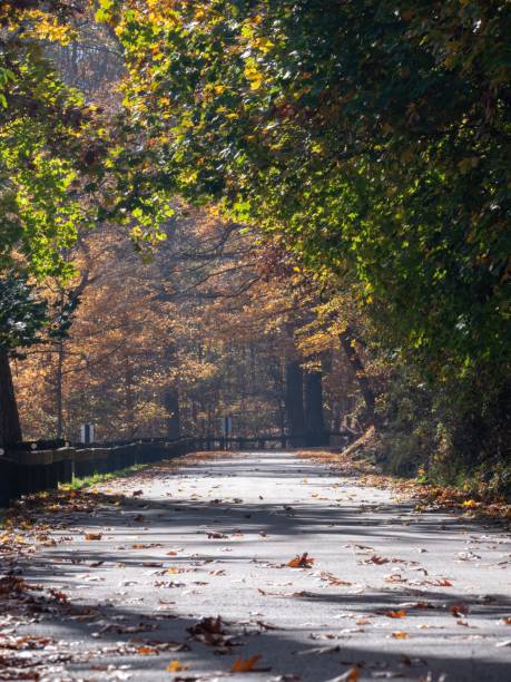 istock Beautiful shot of a pathway in a forest with green trees 1464403559