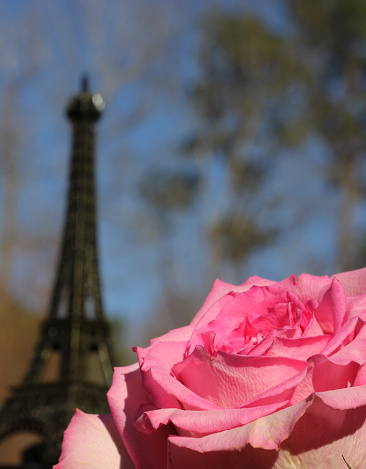 A vertical shot of a pink rose on an Eiffel Tower replica background