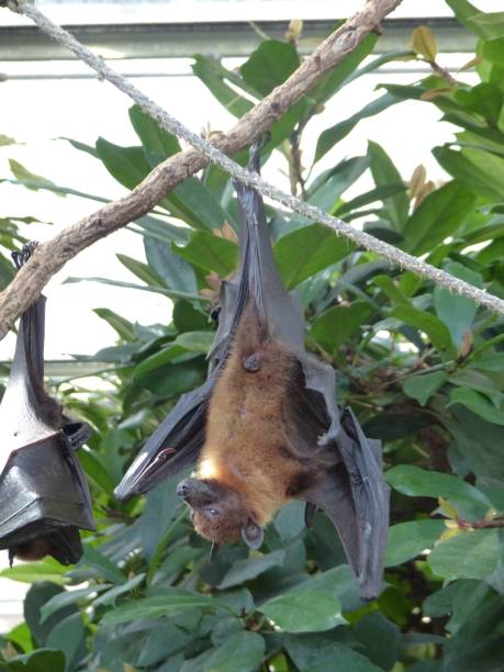 istock Vertical closeup of a funny bat hanging from a tree branch at daytime 1464403944