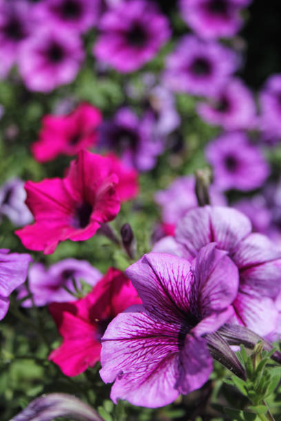 istock Purple Petunias in bright sunlight 1464404002