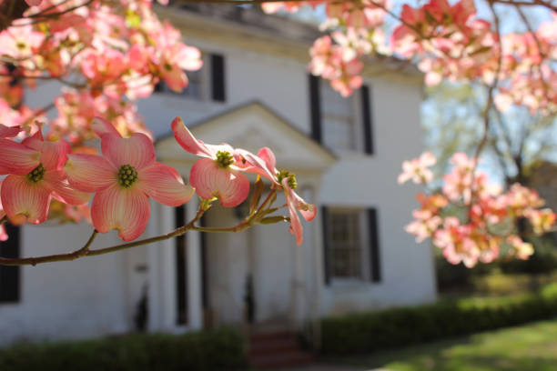The pink Dogwood flowers in full bloom