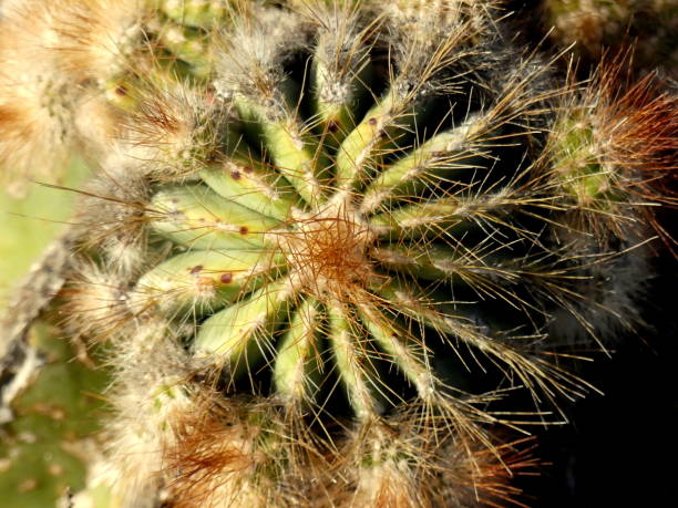 istock Cactus in a lava ground garden 1464405471