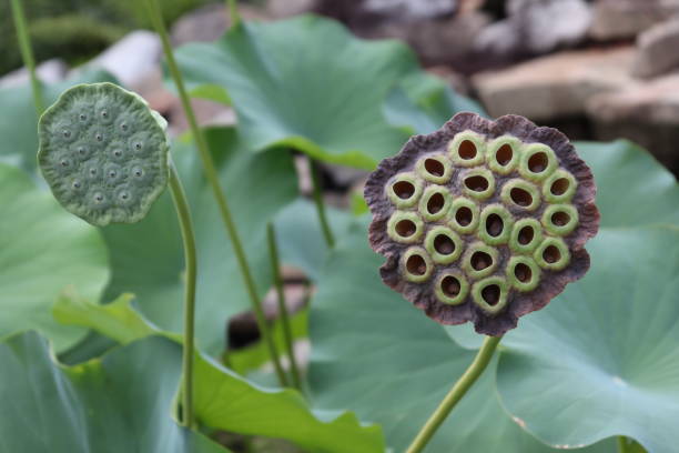 istock Lotus plant in a garden 1464405555