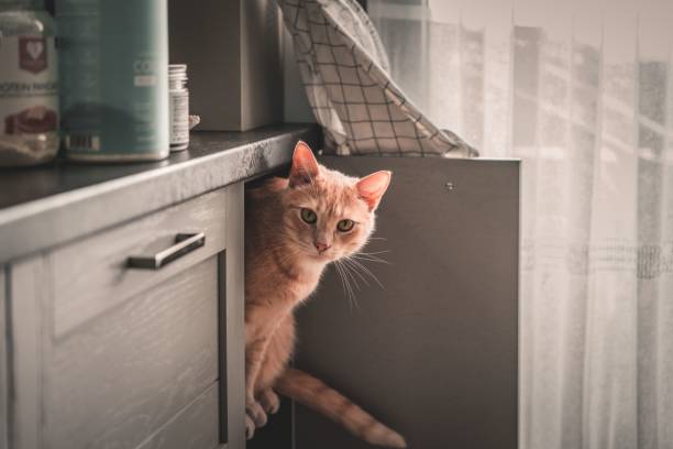 istock Cute fluffy ginger cat hiding in a kitchen cabinet 1464406001