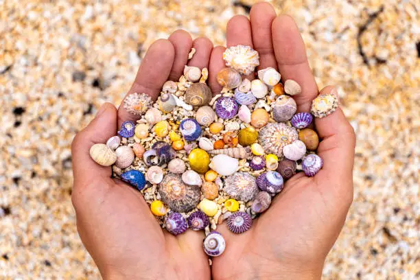 Photo of Colorful seashells on female's hands in Coral Strand Beach Galway, Ireland