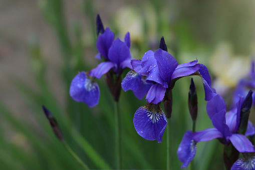 Lot of Iris. Violet iris flower are growing in spring garden. Garden decoration. Siberian Iris wetted by rain. Background from violet  Irises. Springtime. Iris Germanica in the family Iridaceae.