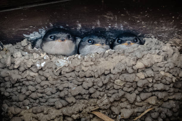 istock Younglings of a Common house martin 1464406986