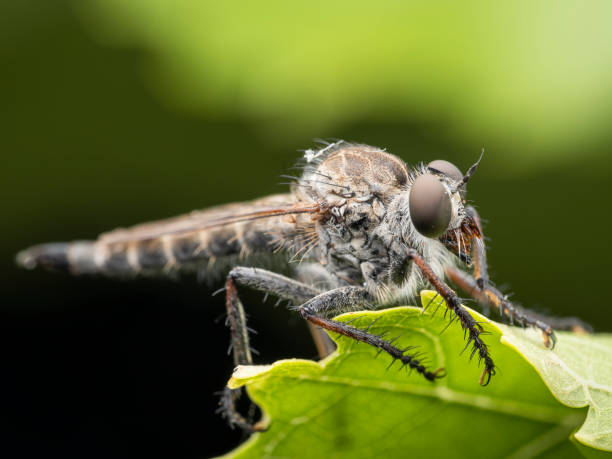 istock Closeup of a robber fly on a green leaf under the sunlight with a blurry background 1464407246