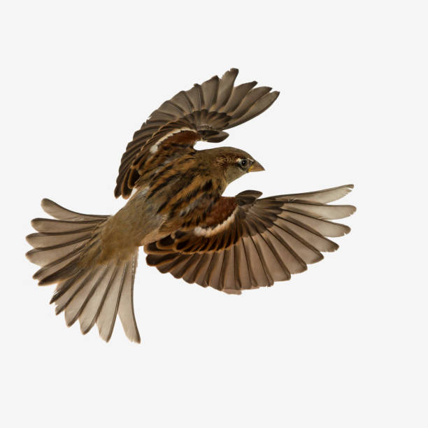 istock Sparrow flying in the daylight against a clear sky - great for wallpapers 1464407260
