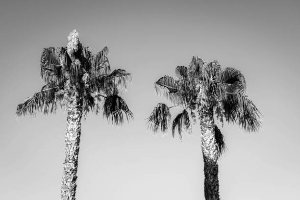 istock Palm trees in Cartagena, Murcia, Spain 1464407565