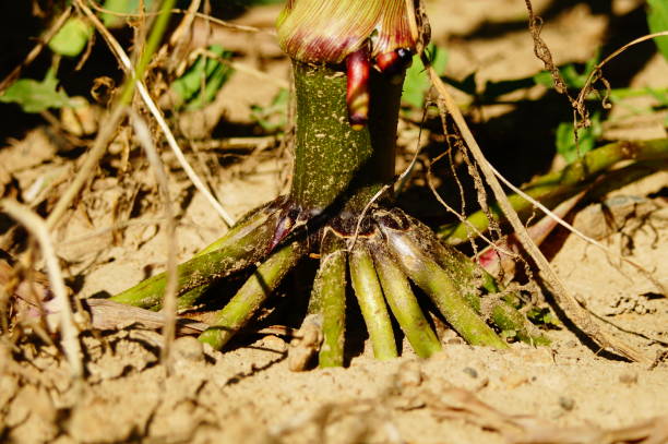 istock Brace roots of a corn plant 1464408099