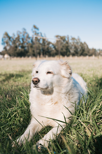 A vertical shot of an adorable Samoyed dog lying on the ground under the sunligh