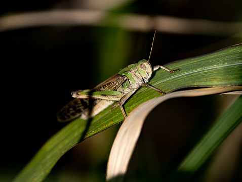 A closeup of a green grasshopper on a leaf at night