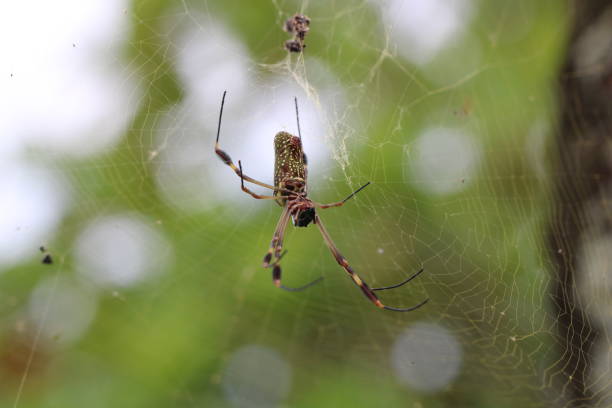istock Closeup shot of an orb-web spider with long legs on a web 1464409368