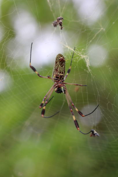 istock Closeup shot of an orb-web spider with long legs on a web 1464410157