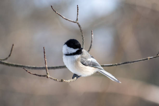 istock Closeup of a black-capped chickadee perched on a tree branch under the sunlight 1464410282