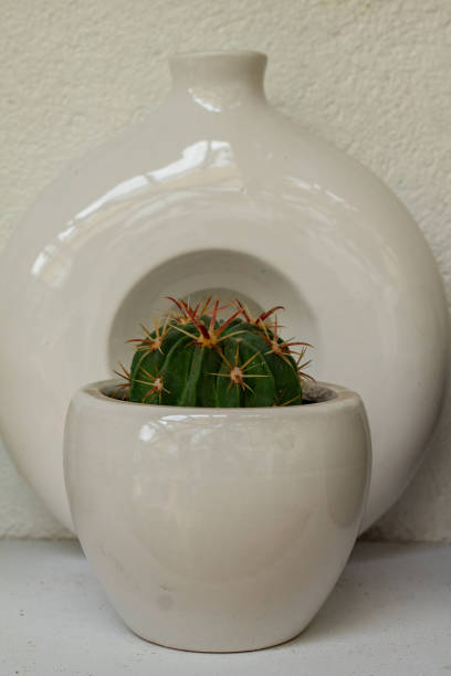 istock Vertical shot of a ferocactus in a white pot 1464410954