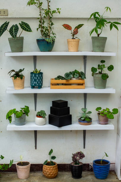 istock Vertical shot of various houseplants in different pots 1464410958