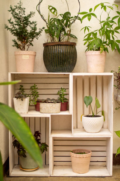 istock Vertical shot of various houseplants in different pots 1464411006