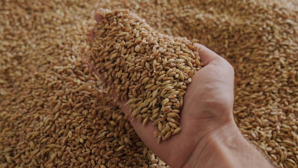 istock A human hand holds a handful of grain on a wheat background 1464411069