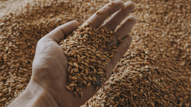 istock A human hand holds a handful of grain on a wheat background 1464411110