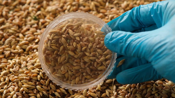 istock Collection of grain samples for further analysis 1464411345