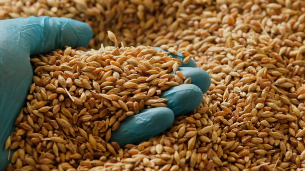 A gloved hand picks up grain for tactile inspection