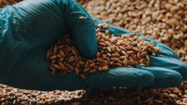 istock A gloved hand picks up grain for tactile inspection 1464411361