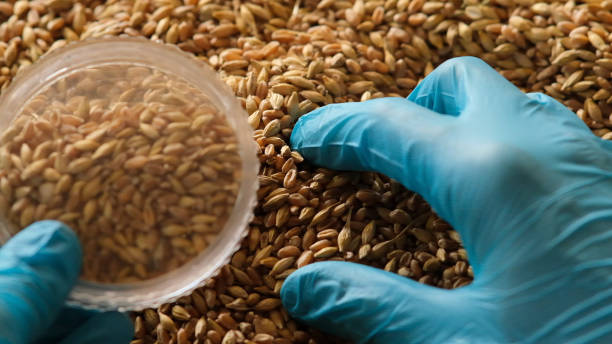 istock Collection of grain samples for further analysis 1464411363
