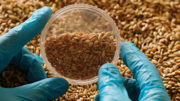 istock Collection of grain samples for further analysis 1464411404