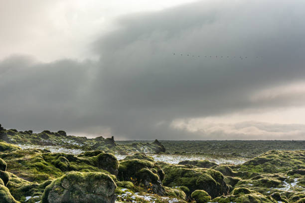 A natural view of moss-covered rocks under a gloomy sky