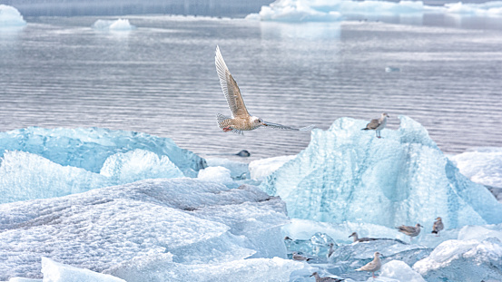 A selective focus of a gray-winged gull flying above glaciers in Iceland