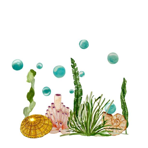 illustrazioni stock, clip art, cartoni animati e icone di tendenza di il guscio di corallo di alghe bolle uno schizzo ad acquerello - label travel san diego california california