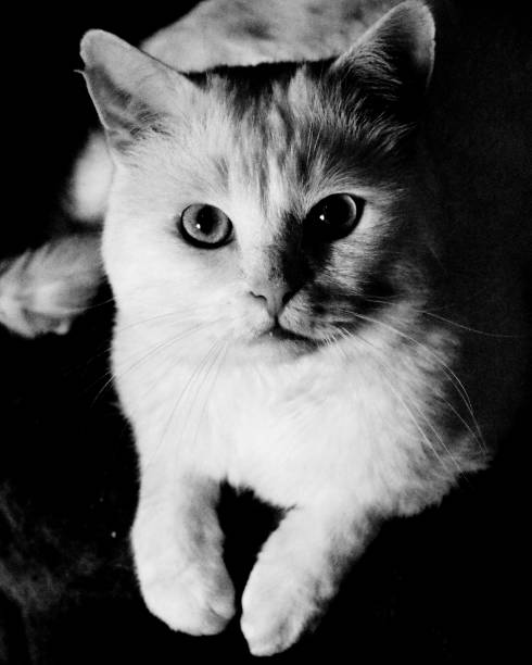 istock Grayscale of a cute cat 1464411750