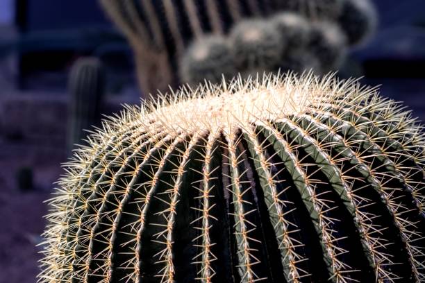 istock Closeup of growing cactus 1464411940