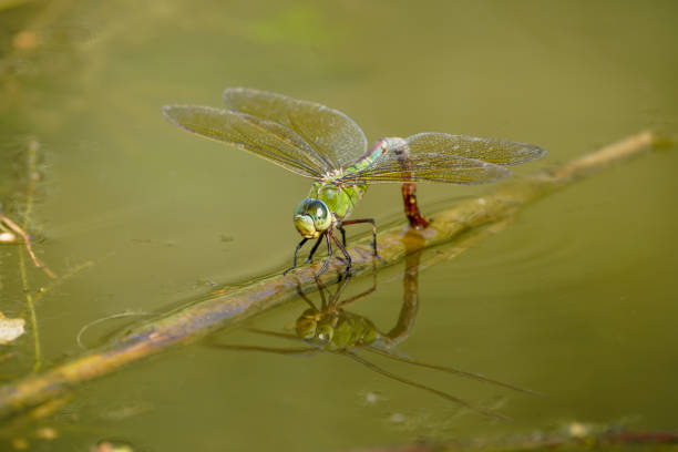 istock Emperor dragonfly, Anax imperator, female 1464412002