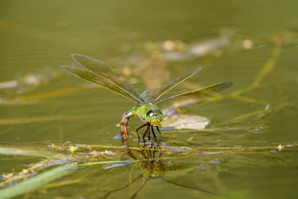 istock Emperor dragonfly, Anax imperator, female 1464412004
