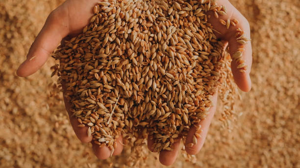istock A human hand holds a handful of grain on a wheat background 1464412055