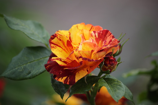 A soft focus of a yellow and red striped rose blooming at a garden
