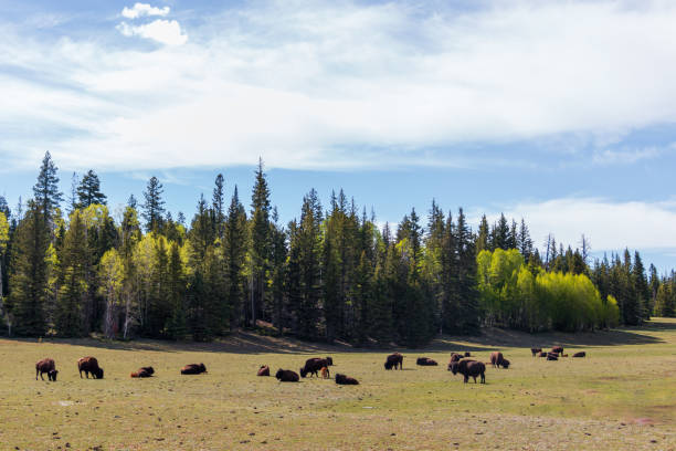 istock Herd of cattle grazing in a meadow next to a forest 1464412744