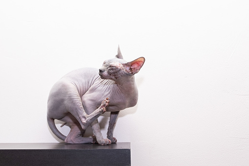 500+ Hairless Cat Pictures [HD] | Download Free Images on Unsplash