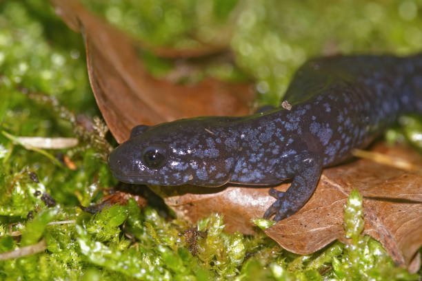 primer plano de una salamandra moteada sobre hierba verde - salamandra fotografías e imágenes de stock
