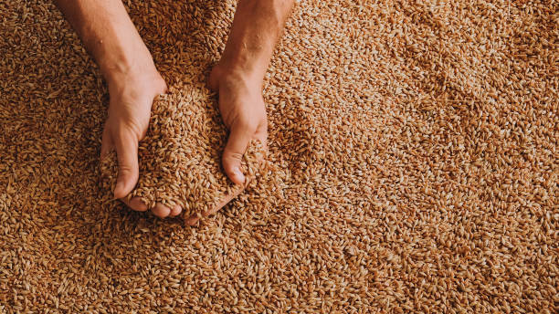 istock A human hand holds a handful of grain on a wheat background 1464412991