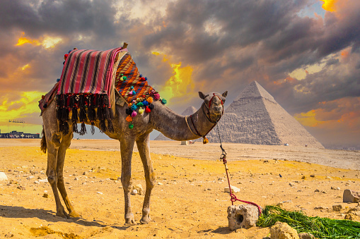 A beautiful camel with a colorful saddle near Funerary monument Pyramids of Giza in Cairo, Egypt