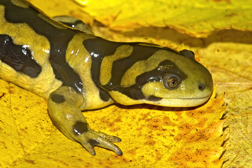 A closeup of the Barred tiger salamander, Ambystoma mavortium on yellow fallen leaves