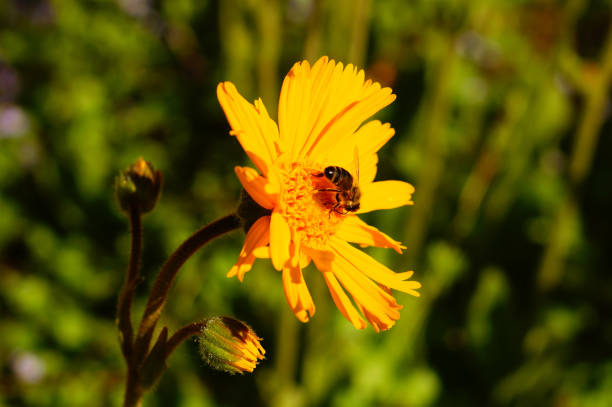 Honey bee on an arnica flower in the Frankfurt botanical garden. Deep yellow with details.