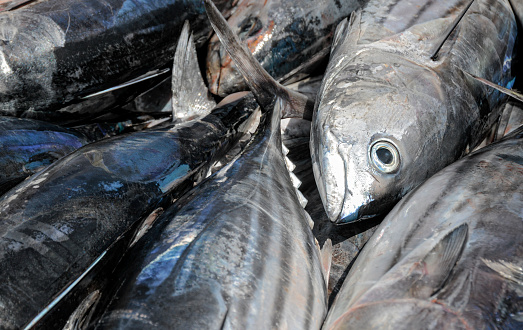 Close-up of freshly caught tuna.